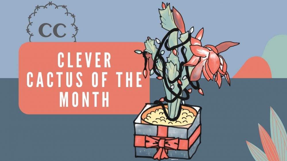 Christmas Cactus - Clever Cactus of the Month