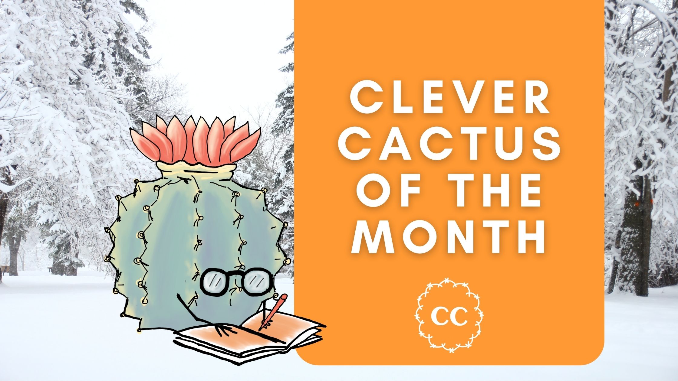 February Clever Cactus of the Month - Parodia Ottonis