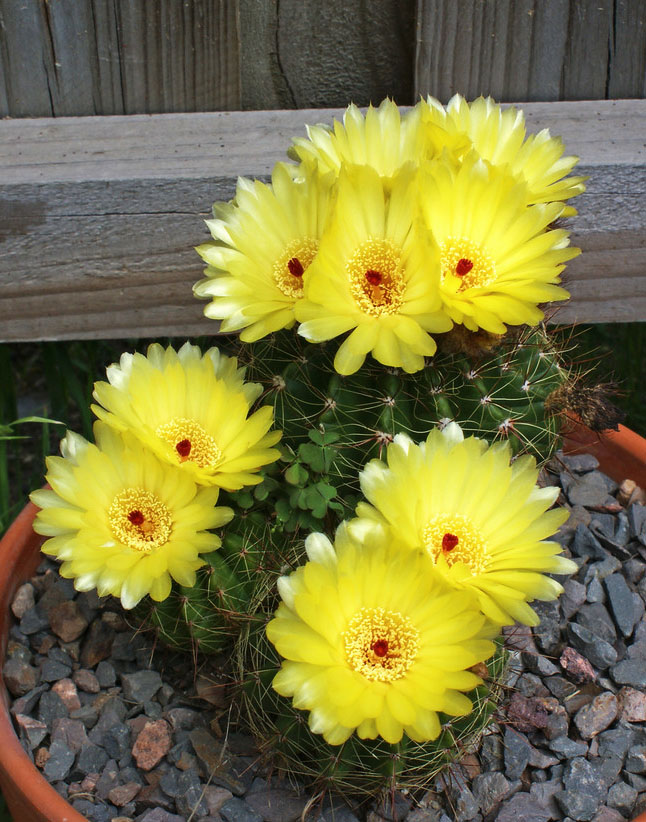 Parodia Ottonis image;