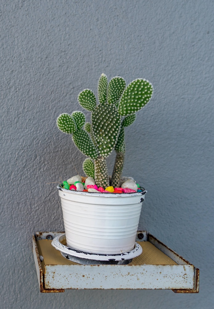 Bunny-Cactus-Unsplash-Stefan-Kunze-resized