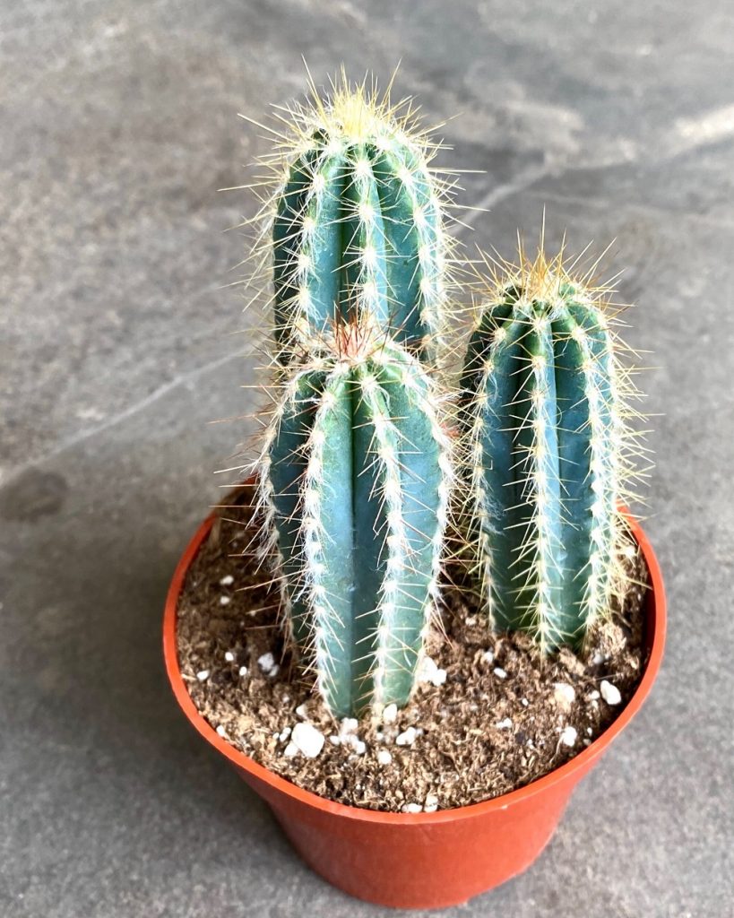 Blue Columnar Cactus