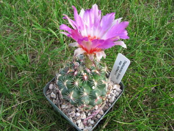 Thelocactus bicolor Daiv Freeman