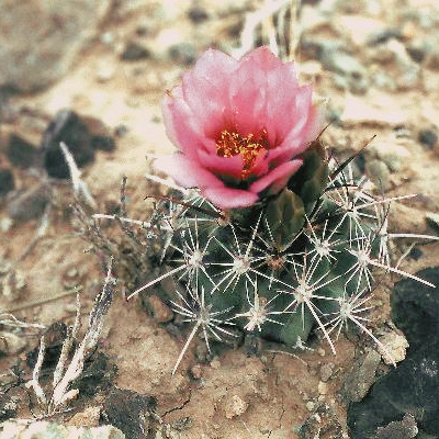 Sclerocactus parviflorus - photo credit Rebou, CC BY-SA 3.0