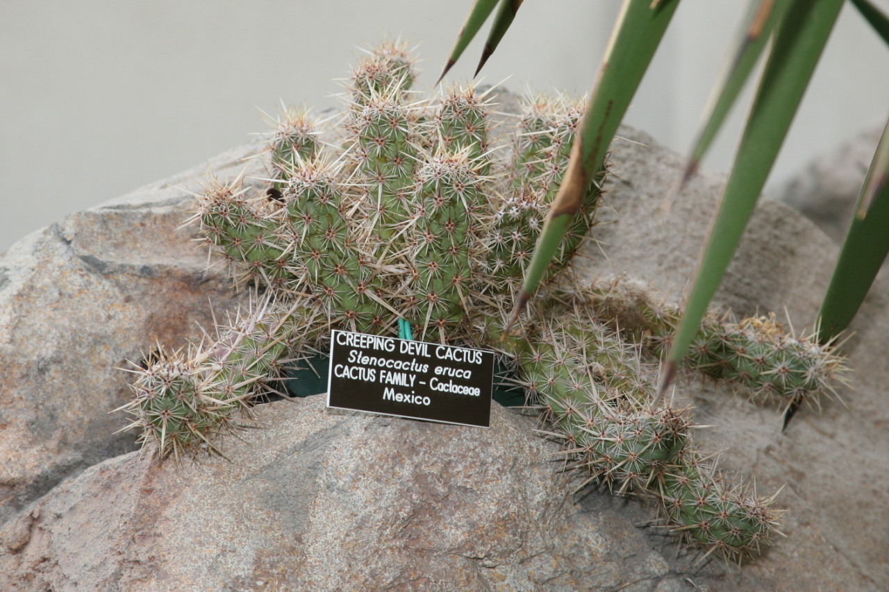 Creeping Devil Cactus photo by Cliff from Arlington, Virginia, USA; CC BY 2.0 via Wikimedia Commons
