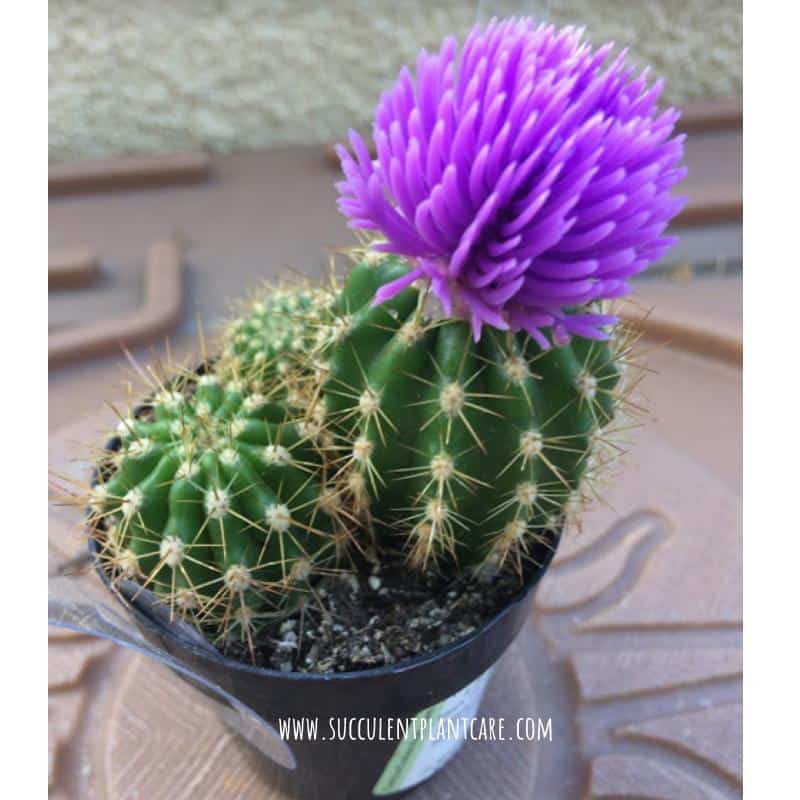 Fake flower glued on a cactus