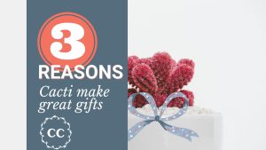 3 Reasons cacti make great gifts