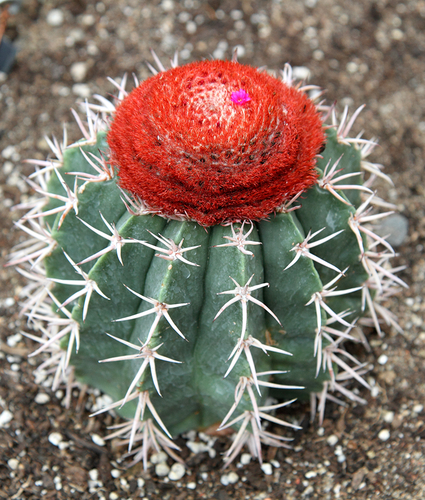 Turk's Cap cactus, aka Melocactus zehntneri; Image source: Wikicommons.