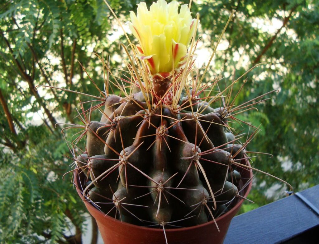 Mexican Fruit Cactus